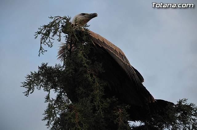 Un buitre en Totana - 48