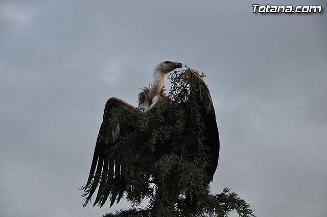 Un buitre en Totana - 49