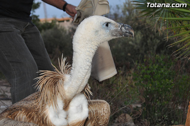 Un buitre en Totana - 60