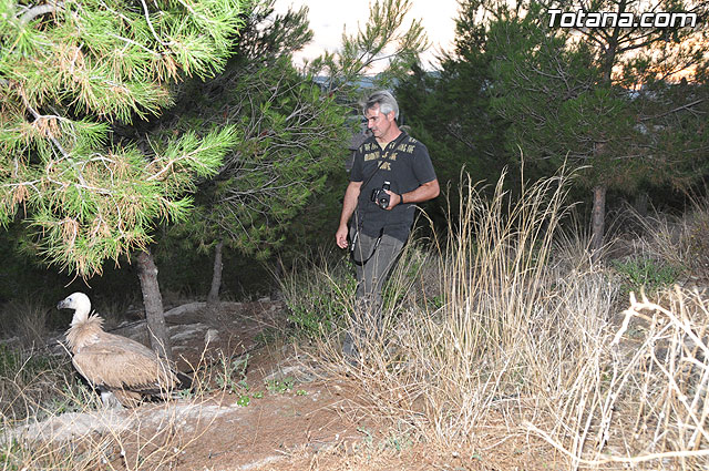 Un buitre en Totana - 53