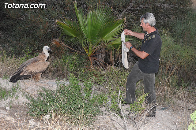 Un buitre en Totana - 56