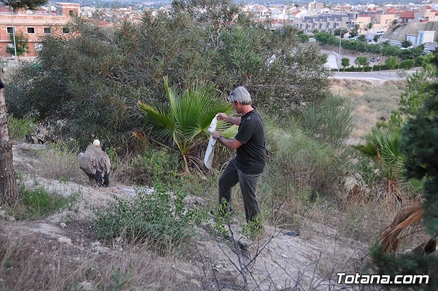 Un buitre en Totana - 57