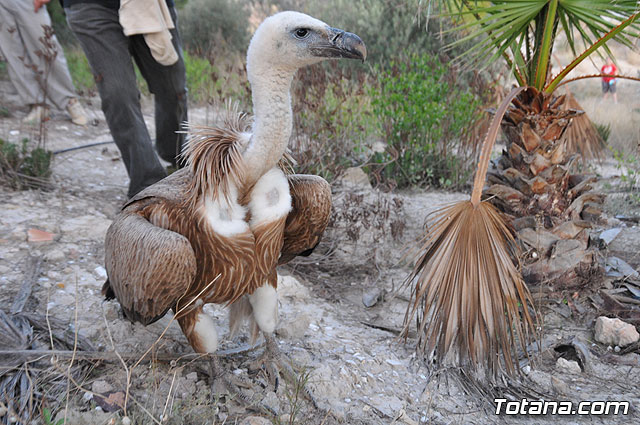 Un buitre en Totana - 58