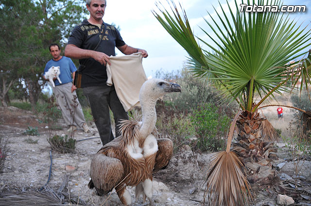 Un buitre en Totana - 59