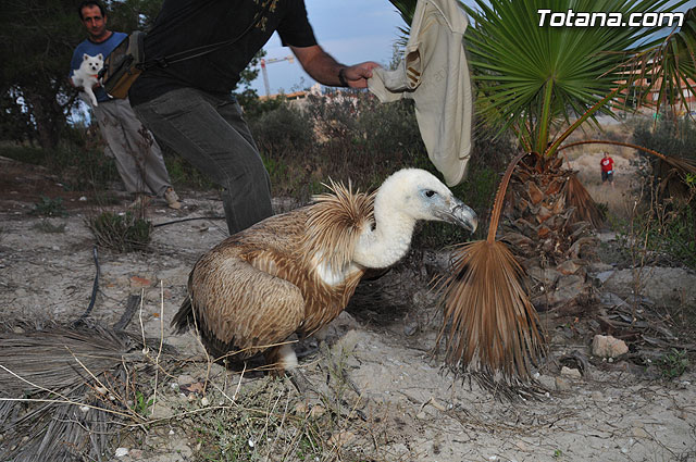 Un buitre en Totana - 61