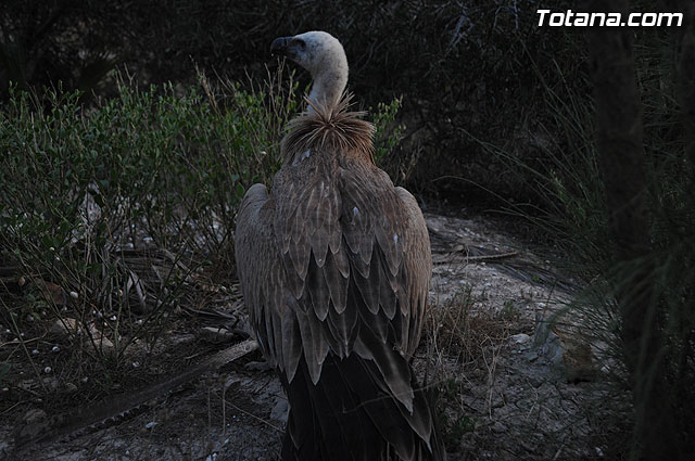Un buitre en Totana - 62