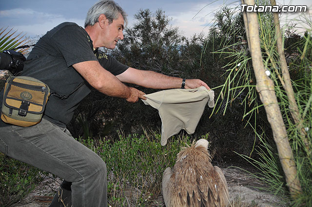 Un buitre en Totana - 63