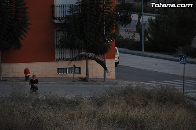 Un buitre en Totana - 70