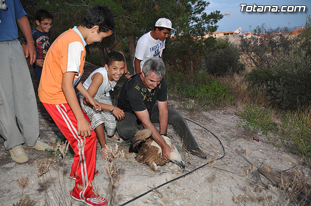 Un buitre en Totana - 66