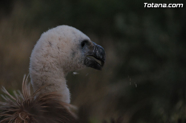 Un buitre en Totana - 68