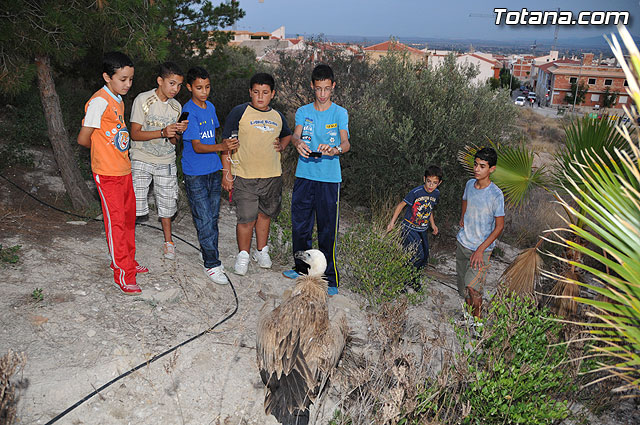 Un buitre en Totana - 69