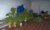 Agentes de la Policia Local de Alcantarilla descubren una plantacin de marihuana de grandes dimensiones
