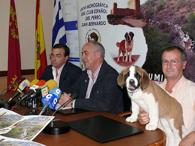 Más de 70 perros San Bernardo participarán en Jumilla en el XXVI Monográfico del Club Español de esta raza - 1, Foto 1