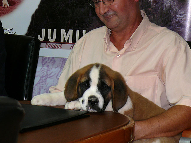 Más de 70 perros San Bernardo participarán en Jumilla en el XXVI Monográfico del Club Español de esta raza - 2, Foto 2
