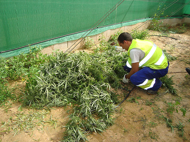 Desmantelado un nuevo punto de producción y distribución de marihuana - 2, Foto 2