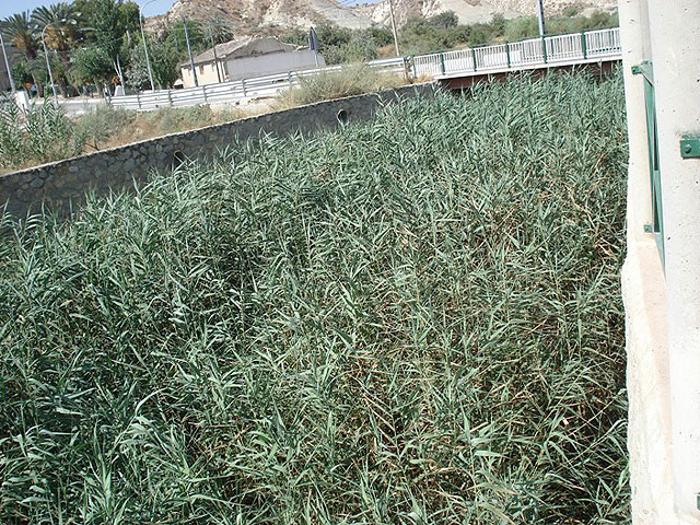 Las obras de adecuación de la rambla de Albudeite evitan los desbordamientos - 3, Foto 3