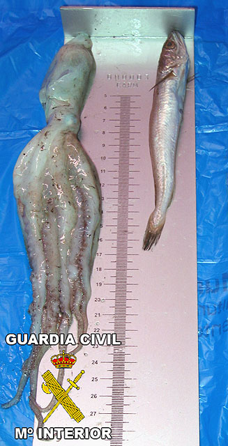La Cuardia Civil de Murcia decomisa más de 100 kilos de “pezqueñines” de pulpo y pescadilla - 2, Foto 2