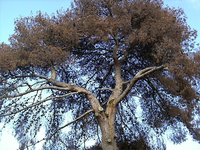 Tala de dos pinos secos en Los Juncos para evitar accidentes - 1, Foto 1