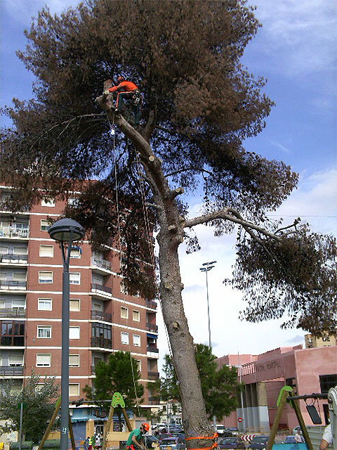 Tala de dos pinos secos en Los Juncos para evitar accidentes - 2, Foto 2