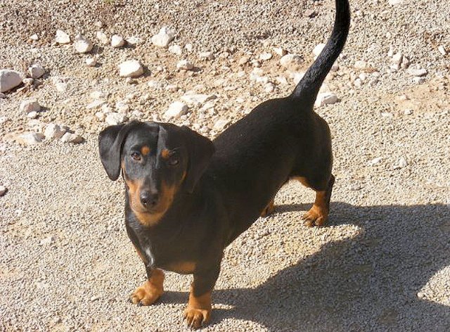 Se busca a King, un perro salchicha perdido en Abarán - 1, Foto 1