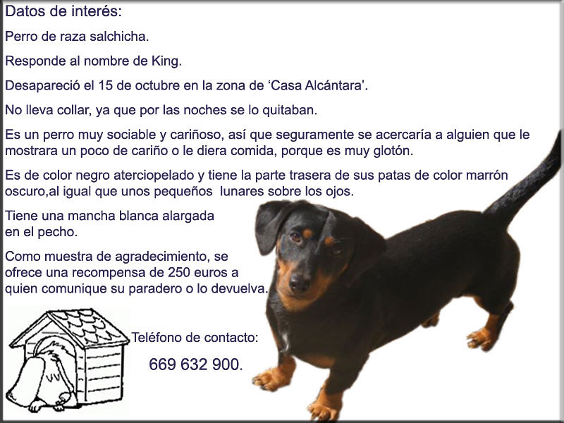 Se busca a King, un perro salchicha perdido en Abarán - 2, Foto 2