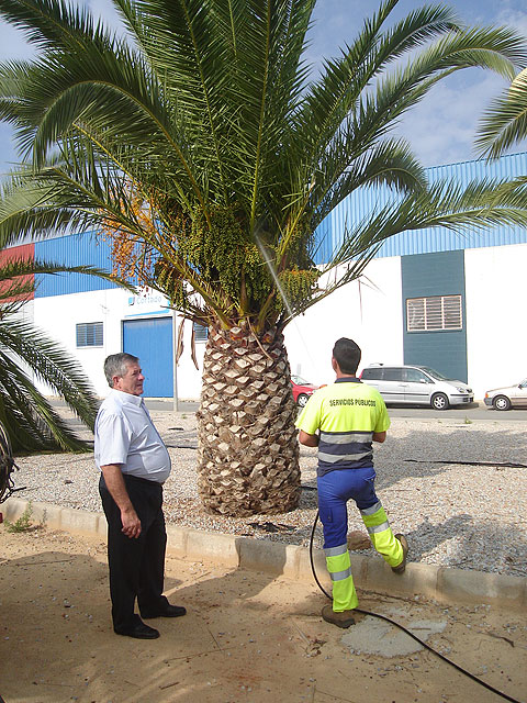 Parques y Jardines aplica un novedoso tratamiento biológico contra el picudo rojo - 1, Foto 1