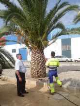 Parques y Jardines aplica un novedoso tratamiento biolgico contra el picudo rojo