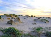 La Comunidad reforesta las dunas del Parque Regional de las Salinas de San Pedro del Pinatar con la participación de voluntarios
