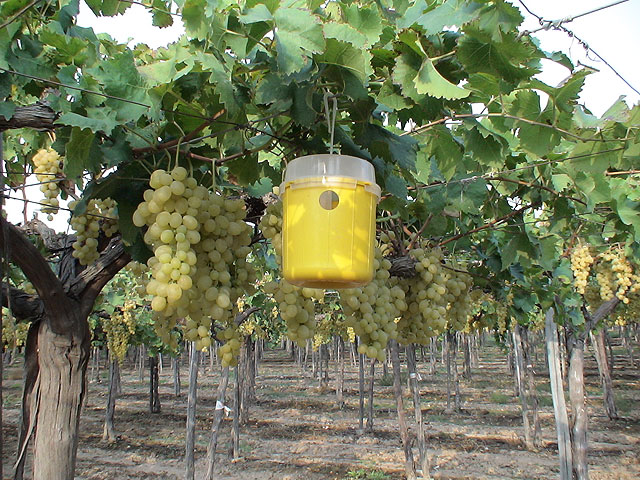 La imagen muestra un parral de uva de mesa en el que se ha instalado un sistema de tratamiento biológico para combatir la plaga de la mosca de la fruta, Foto 1