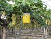 Investigadores de seis pases europeos buscan en la Regin de Murcia los principales genes responsables de la calidad de la uva