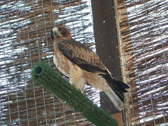 Imagen de un águila calzada en una de las jaulas del Centro de Recuperación de Fauna Silvestre, Foto 2