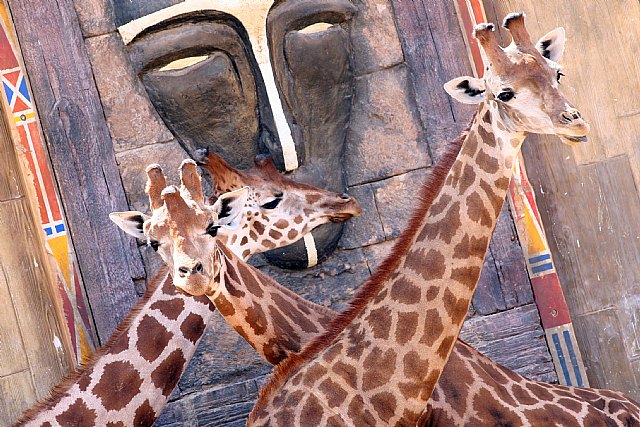 Terra Natura realiza un estudio genético a las jirafas para conseguir su reproducción en cautividad - 1, Foto 1