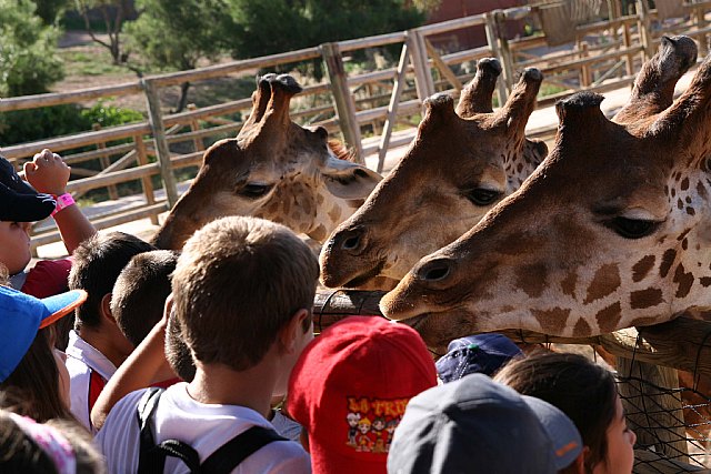 Terra Natura realiza un estudio genético a las jirafas para conseguir su reproducción en cautividad - 2, Foto 2
