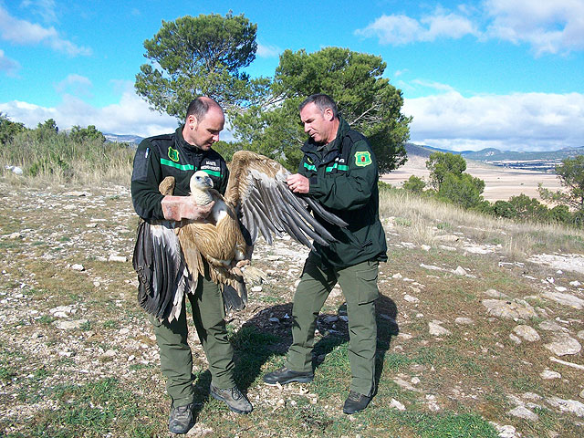 Agentes medioambientales en el momento de liberación de los buitres leonados , Foto 3