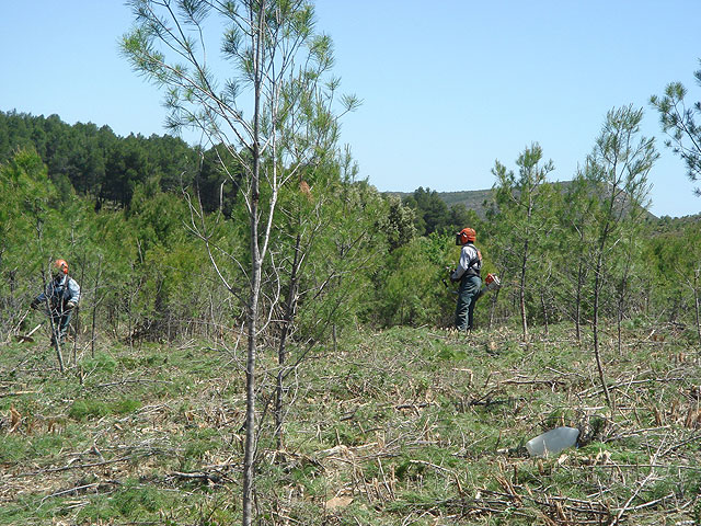La Consejera de Agricultura presenta un proyecto para desarrollar el uso de la biomasa forestal como fuente de energa renovable, Foto 1