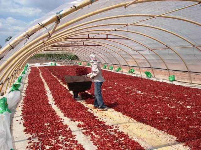 IU Totana apoya las movilizaciones de agricultores y ganaderos para hacer frente a la mayor crisis de la historia, Foto 1