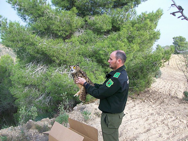 Liberan en Carrascoy a dos bhos reales que fueron curados de sus heridas en el Centro de Recuperacin de Fauna Silvestre, Foto 1