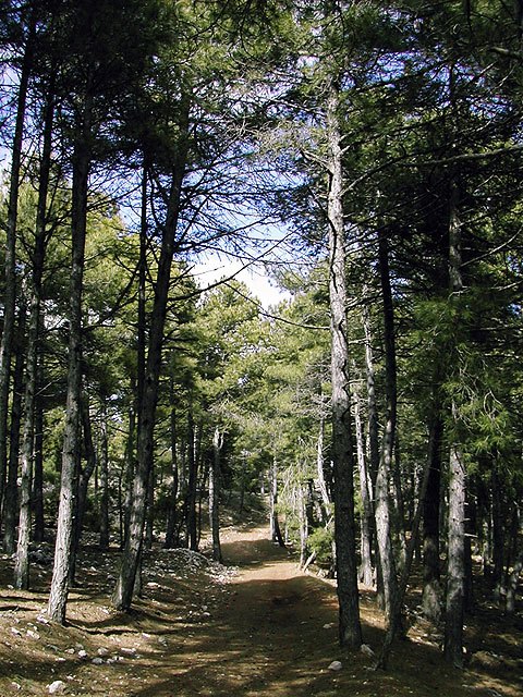 La imagen muestra el sendero que conduce, entre frondosos pinares, al Valle de Leyva, Foto 1