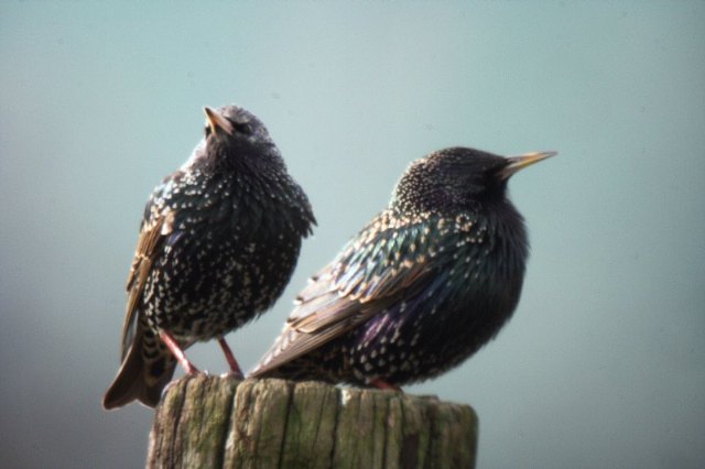 La concejalía de jardines va a realizar detonaciones con cañón para intentar ahuyentar la plaga de pájaros - 1, Foto 1