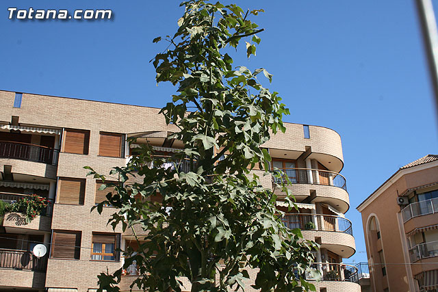 El paseo de la Avenida Rambla de La Santa comienza a transformar su imagen gracias a las obras de remodelacin que se estn ejecutando - 6