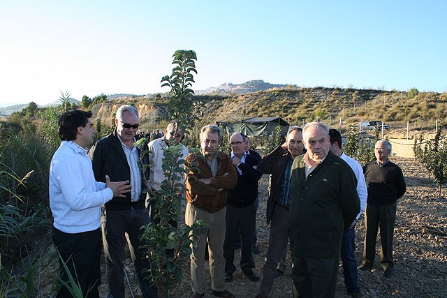 La primera plantación de peros de Cehegín comienza a dar sus frutos - 1, Foto 1