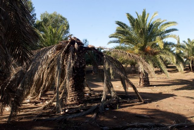 El Ayuntamiento combate la plaga del picudo rojo - 1, Foto 1