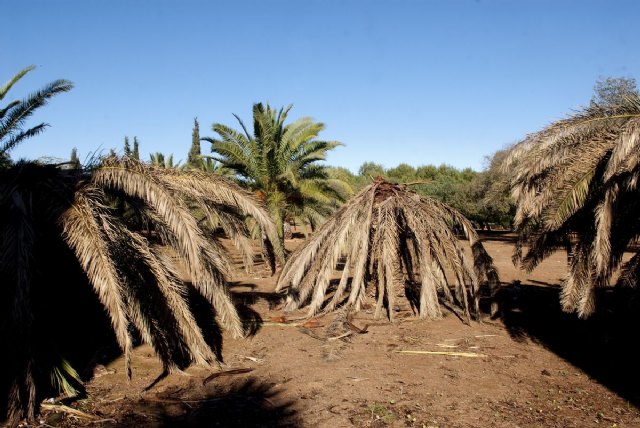 El Ayuntamiento combate la plaga del picudo rojo - 2, Foto 2
