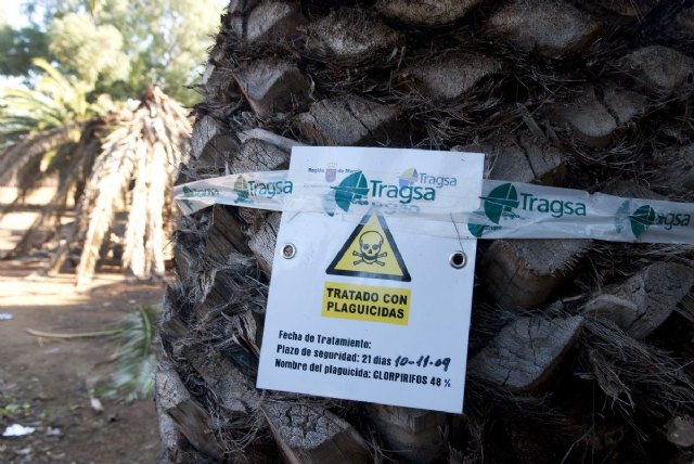 El Ayuntamiento combate la plaga del picudo rojo - 3, Foto 3