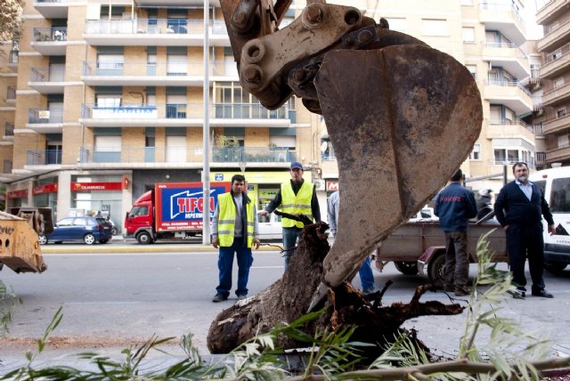 Parques y Jardines renueva el arbolado de Ángel Bruna - 3, Foto 3