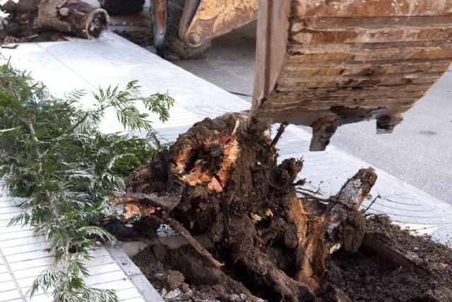 Parques y Jardines renueva el arbolado de Ángel Bruna - 4, Foto 4