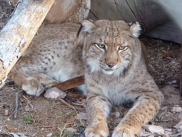 Terra Natura inicia un programa de reproducción para conseguir la cría del lince europeo en cautividad - 1, Foto 1