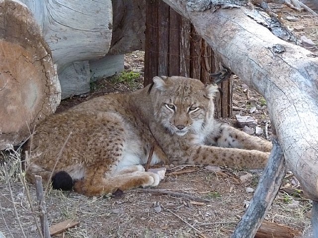 Terra Natura inicia un programa de reproducción para conseguir la cría del lince europeo en cautividad - 2, Foto 2