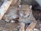 Terra Natura inicia un programa de reproduccin para conseguir la cra del lince europeo en cautividad