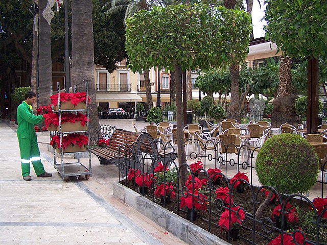 Más de un millar de flores de pascua se plantan desde hoy en los jardines de Águilas - 1, Foto 1